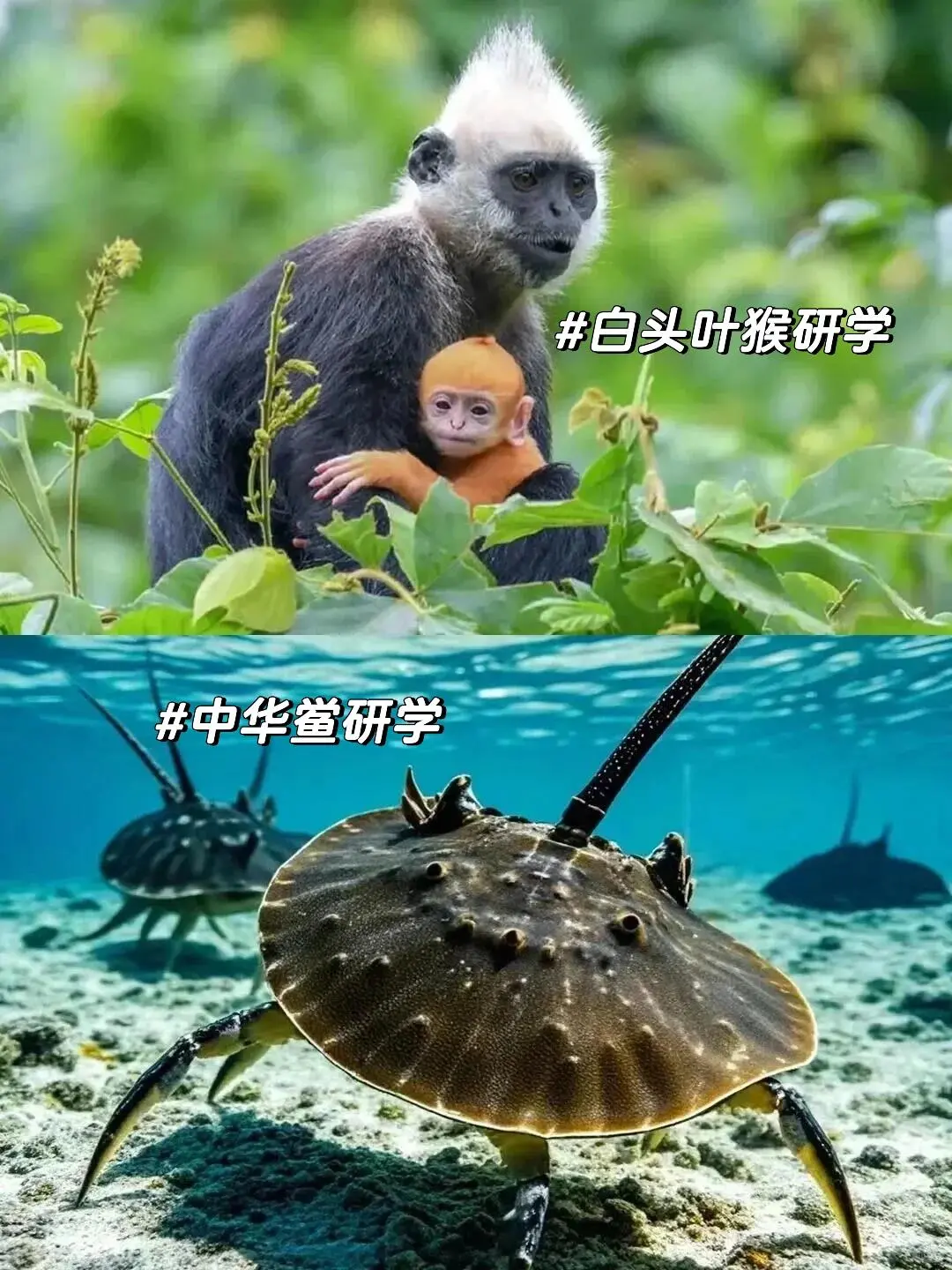 在三亚和崇左间选了崇左，娃玩到不想回家😂