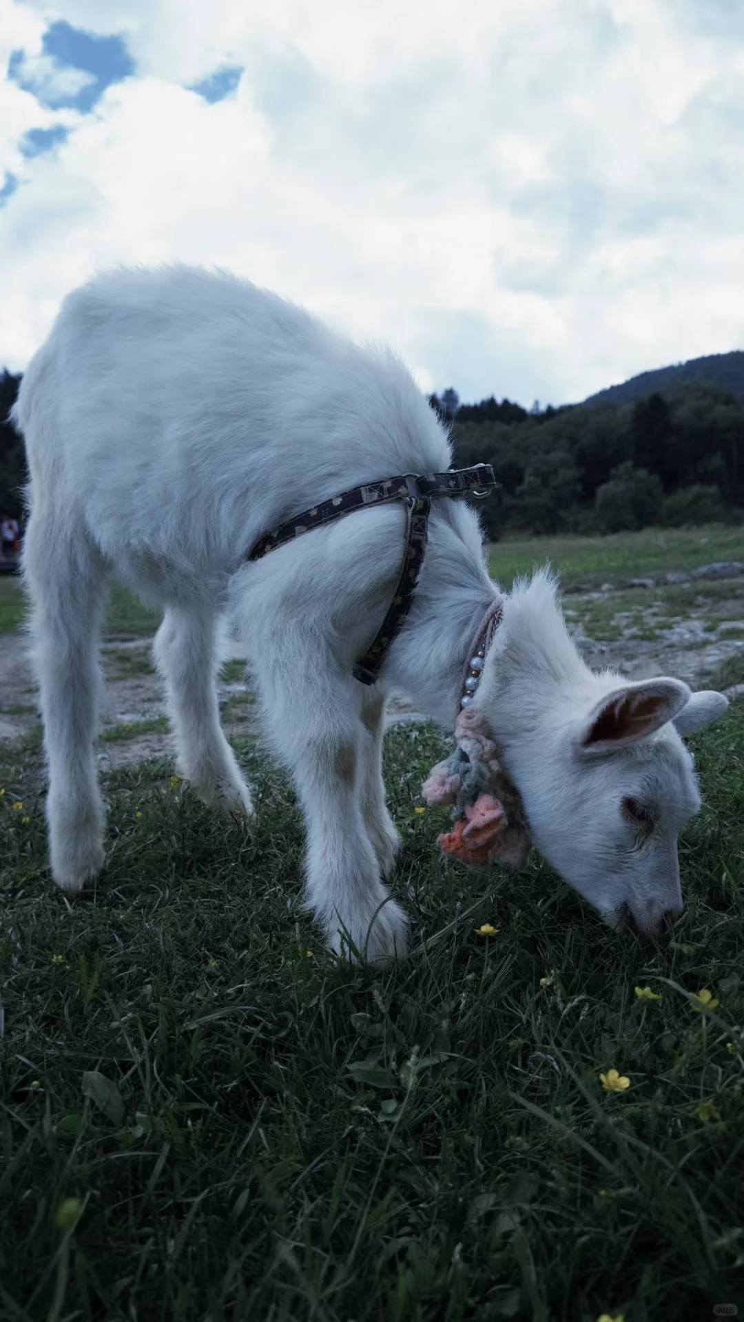 云南旅游打卡攻略|7天6晚精华路线