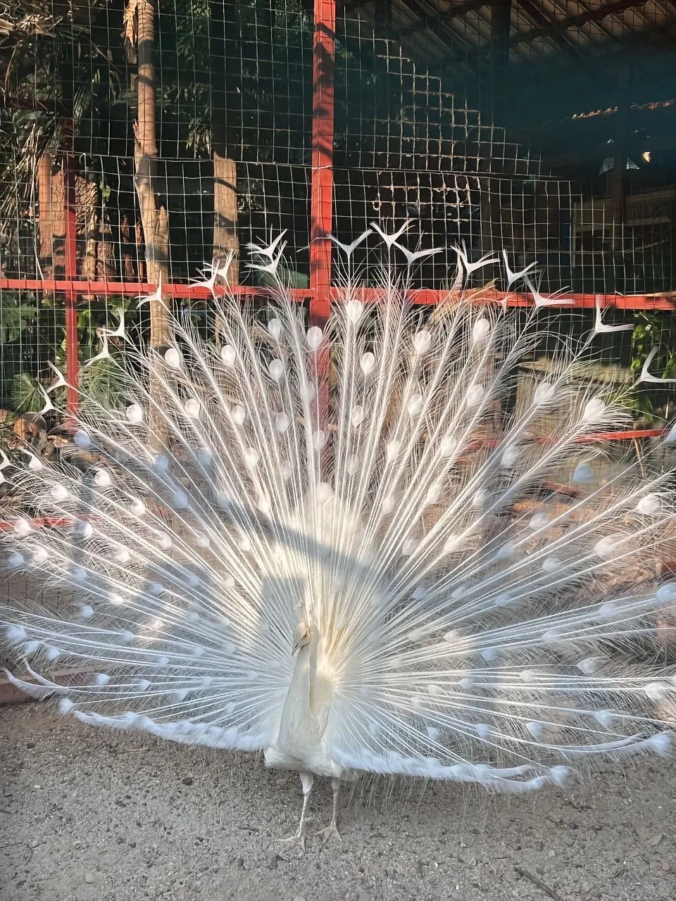 西双版纳，年轻人的快乐老家！