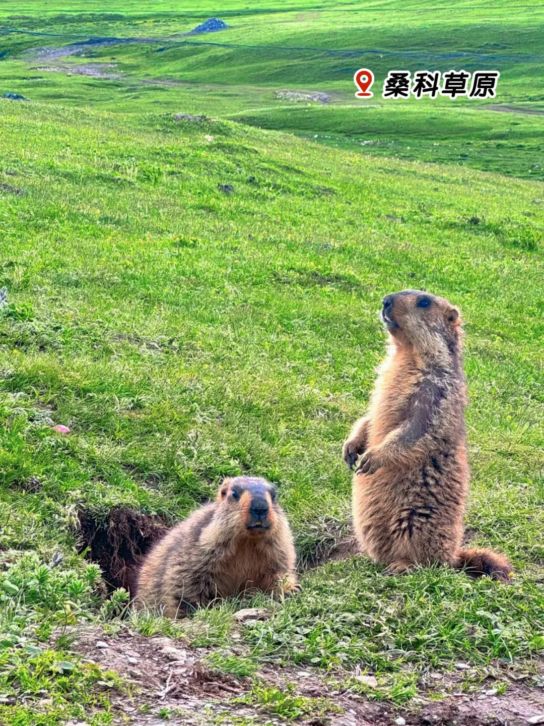 甘南旅游-甘南旅游#甘南旅游