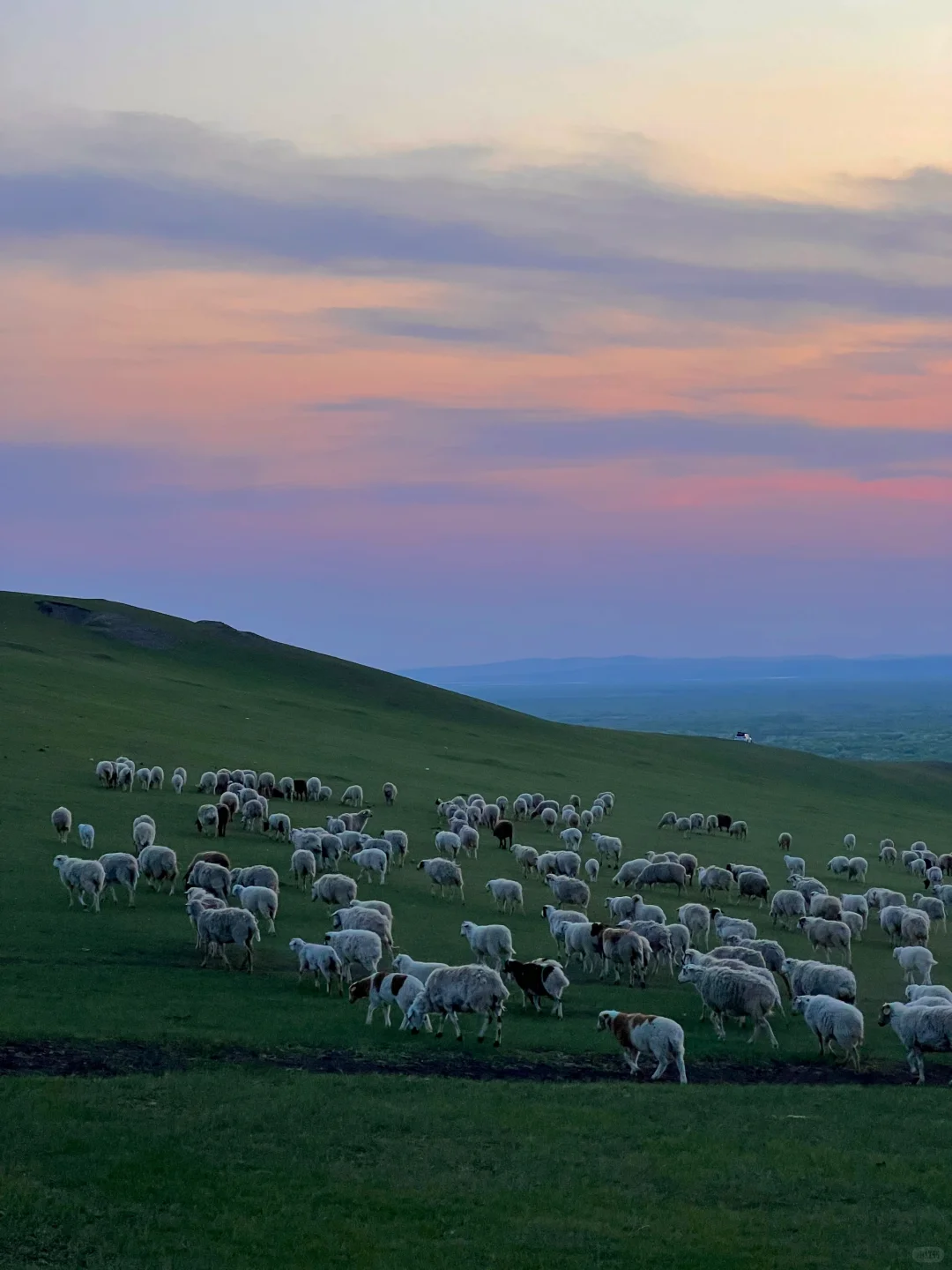 live图 被草原治愈了，美的让人失语～