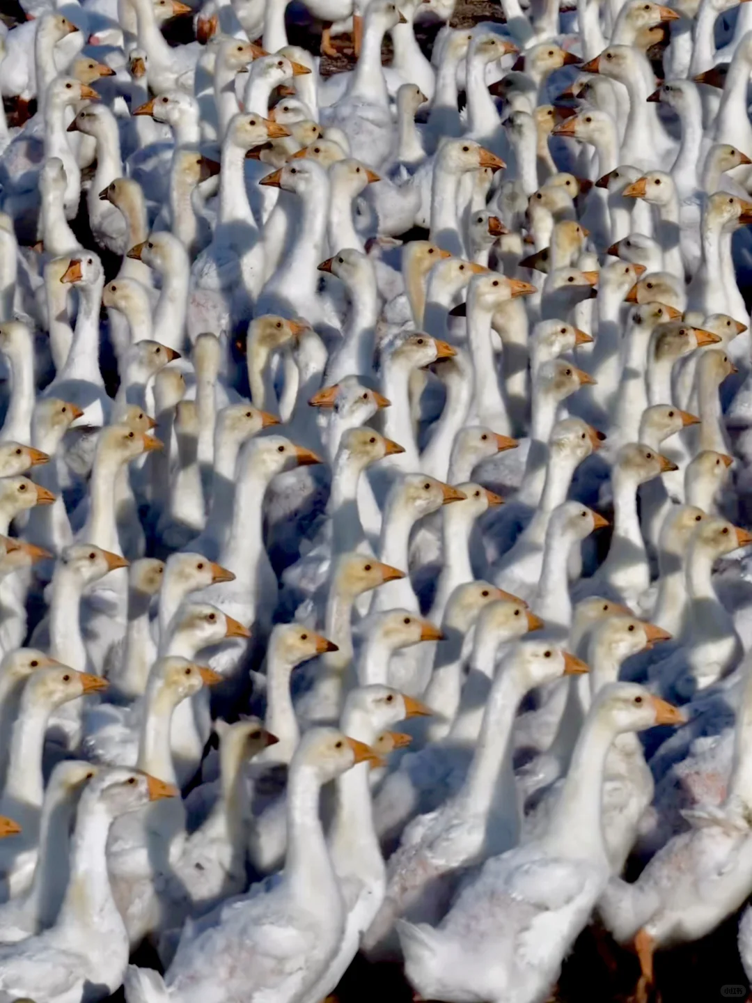 live｜不敢相信草原的尽头是大海！