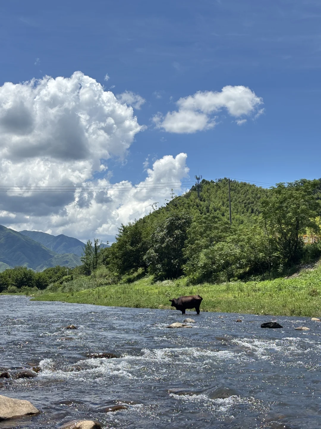 安吉美死啦！！
