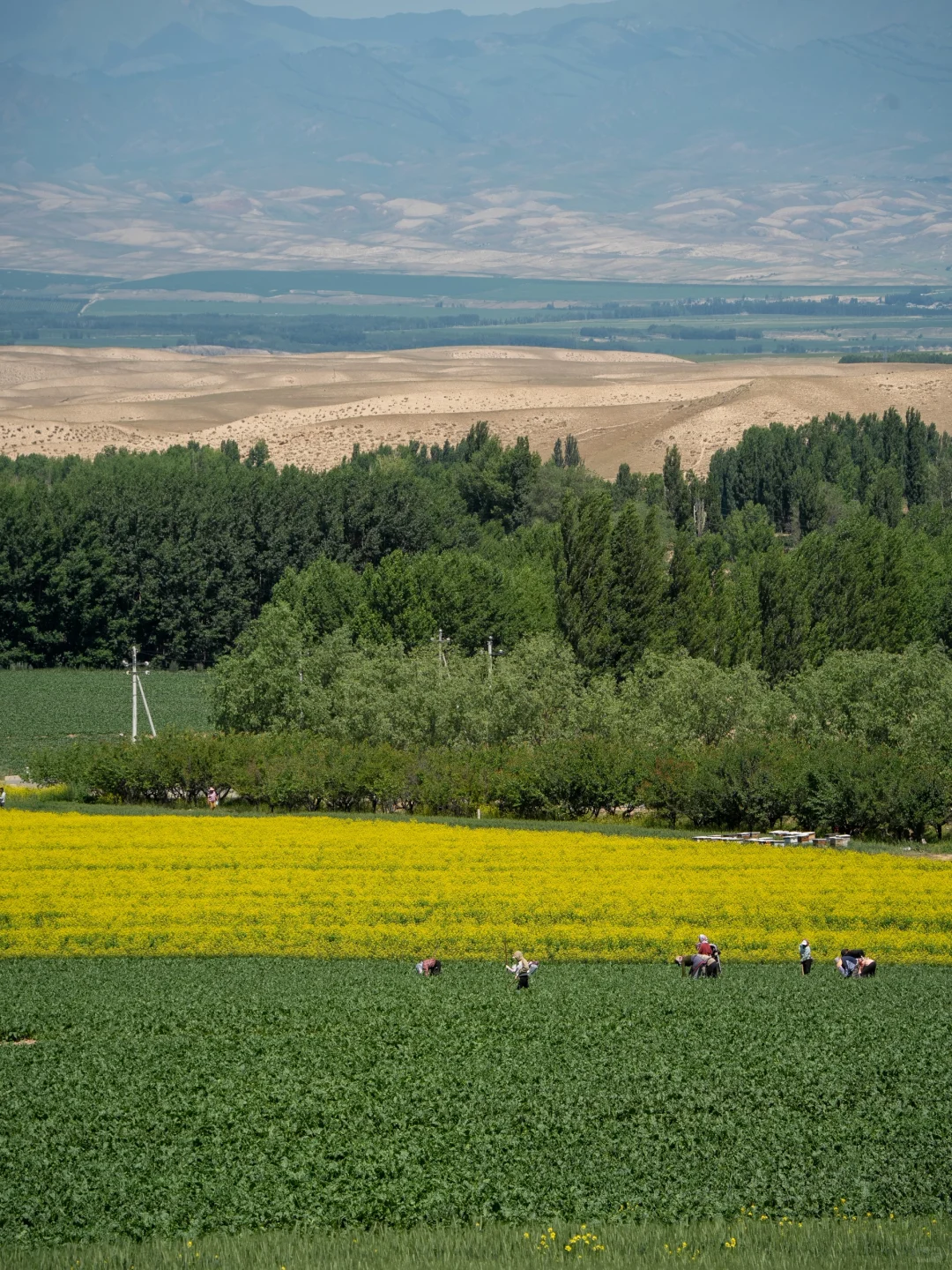 任何人错过夏天🌲的新疆，我都会伤心的