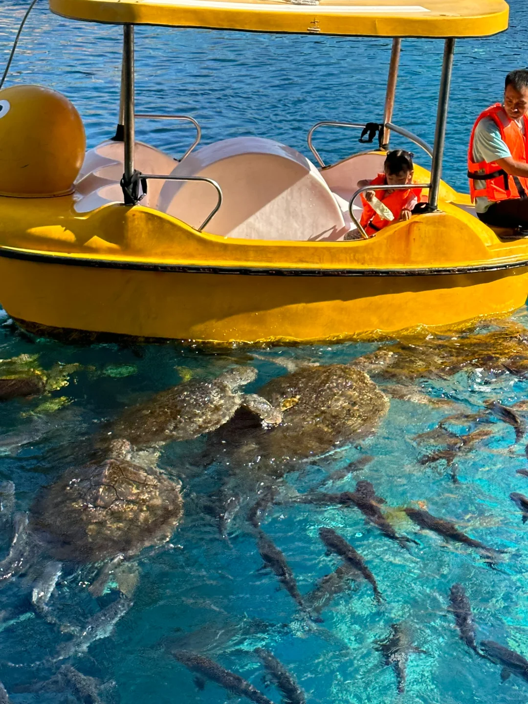 今年暑假，我只带娃去一个地方：陵水！