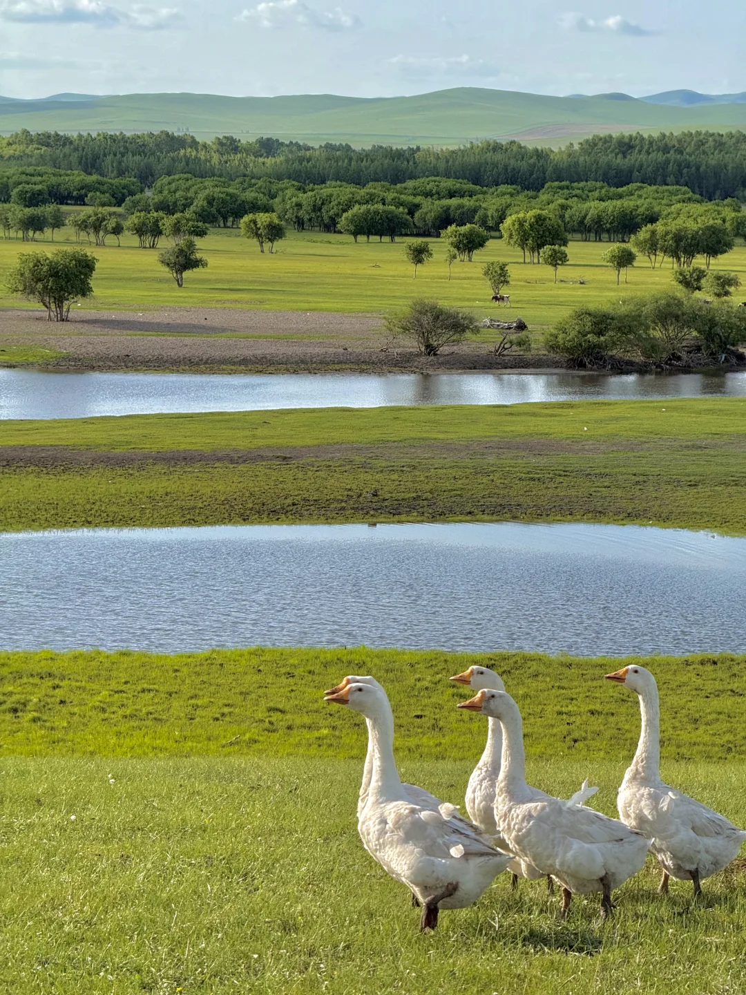 live｜不敢相信草原的尽头是大海！