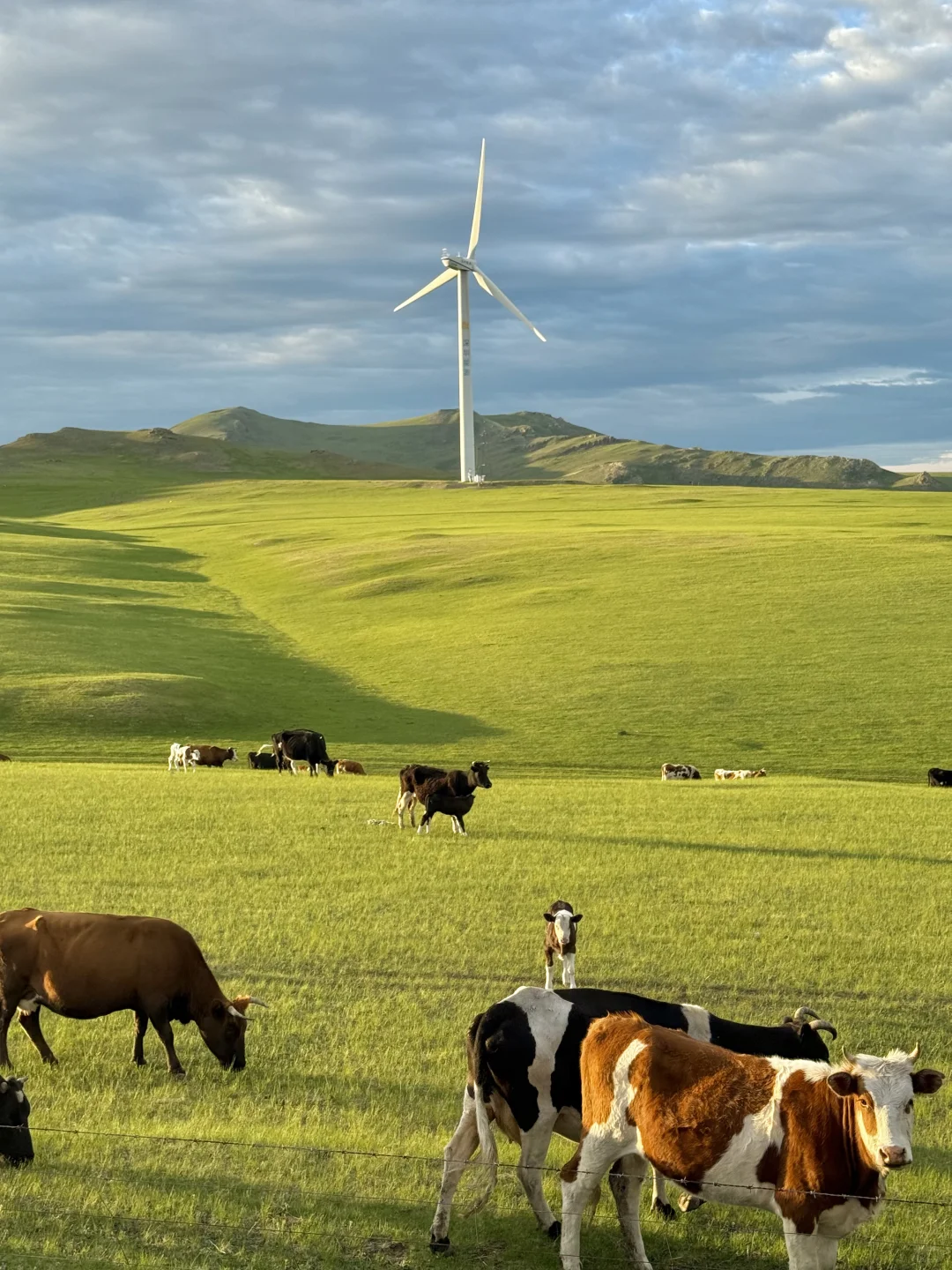 live｜不敢相信草原的尽头是大海！