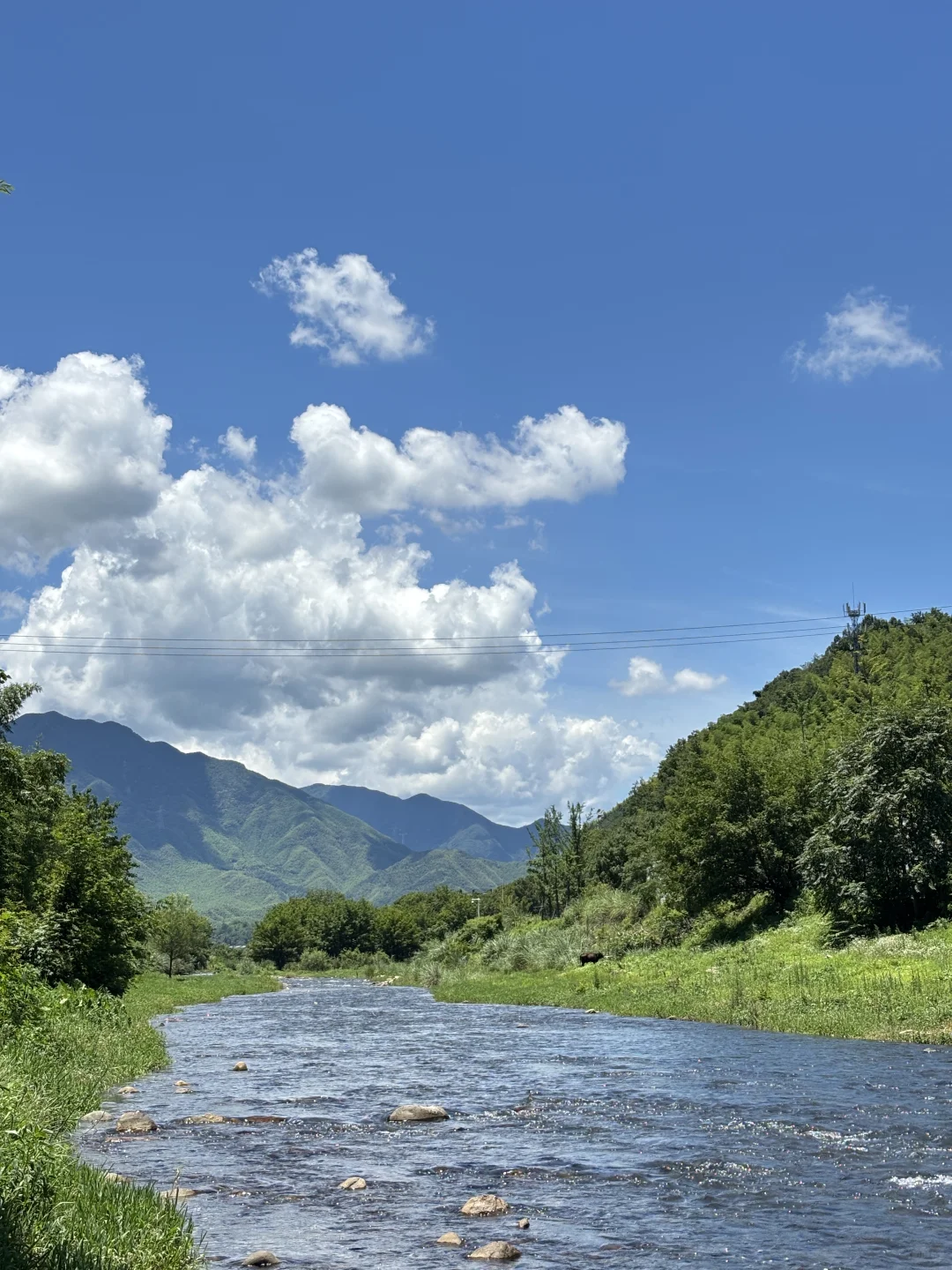 安吉美死啦！！