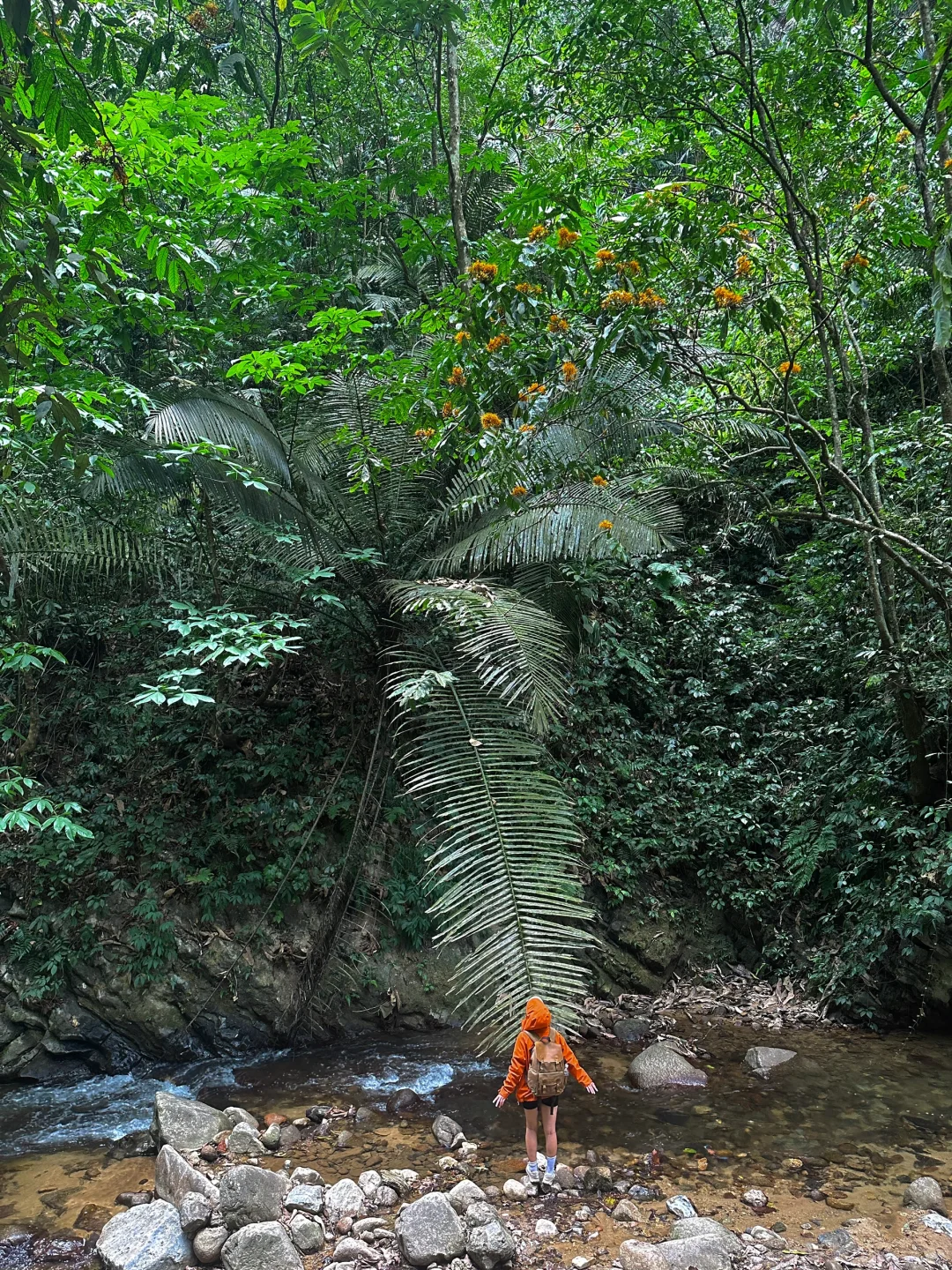 不是国外！中国人自己的侏罗纪原始密林