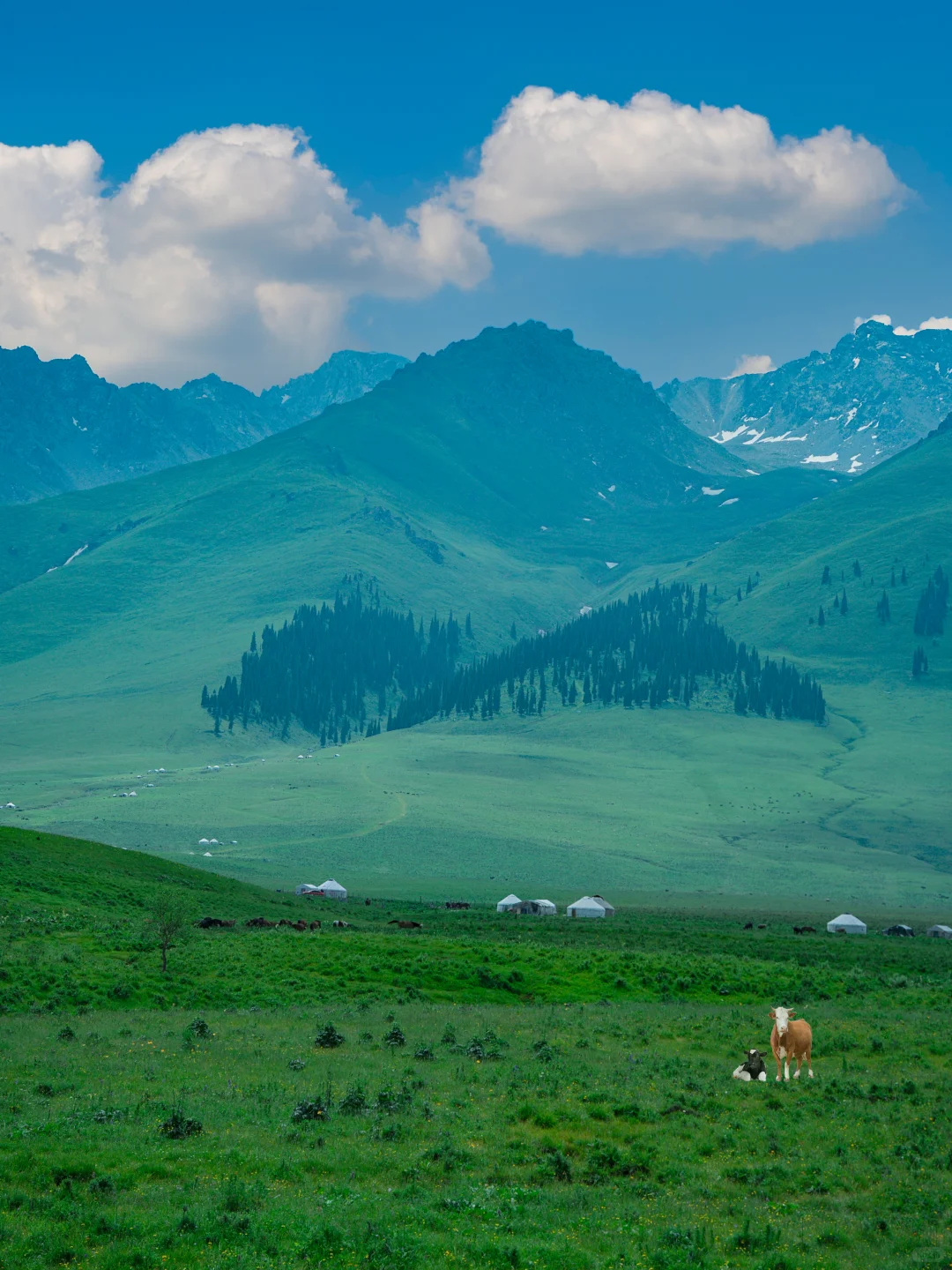 任何人错过夏天🌲的新疆，我都会伤心的