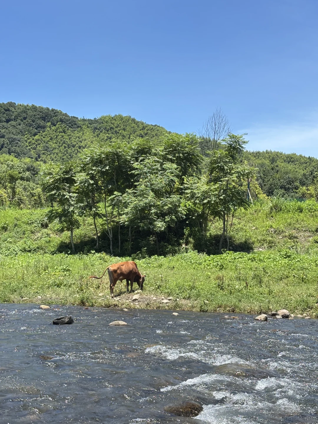 安吉美死啦！！