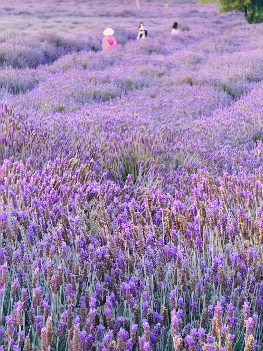 昆明…果然最牛逼的地方都是免费的！（合集）