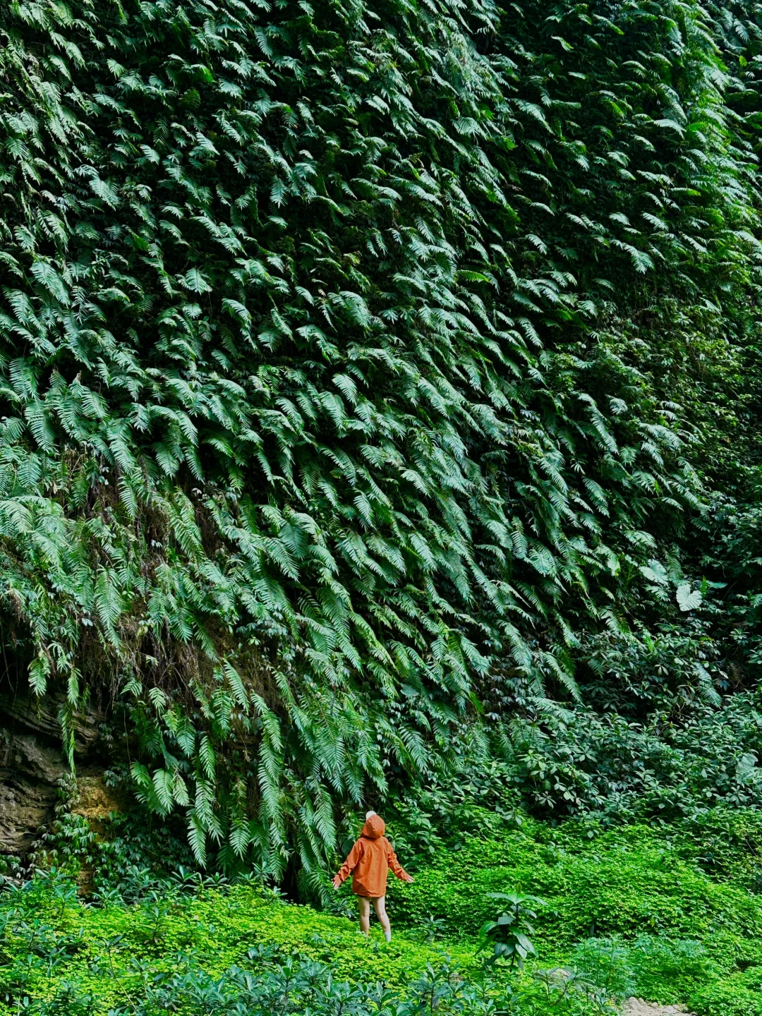 不是国外！中国人自己的侏罗纪原始密林