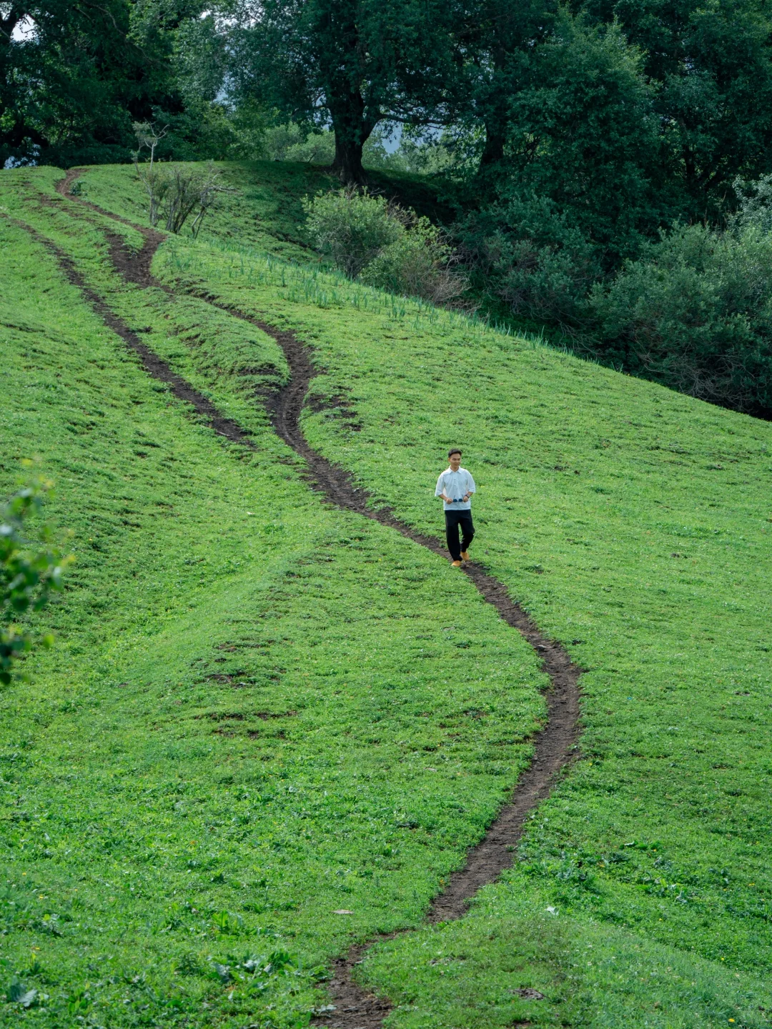 任何人错过夏天🌲的新疆，我都会伤心的