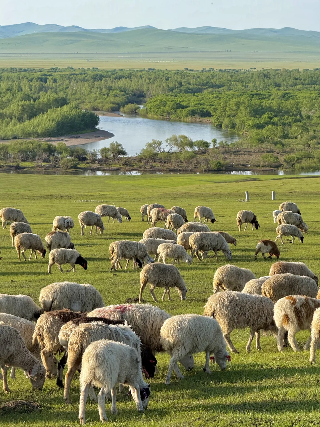 live｜不敢相信草原的尽头是大海！