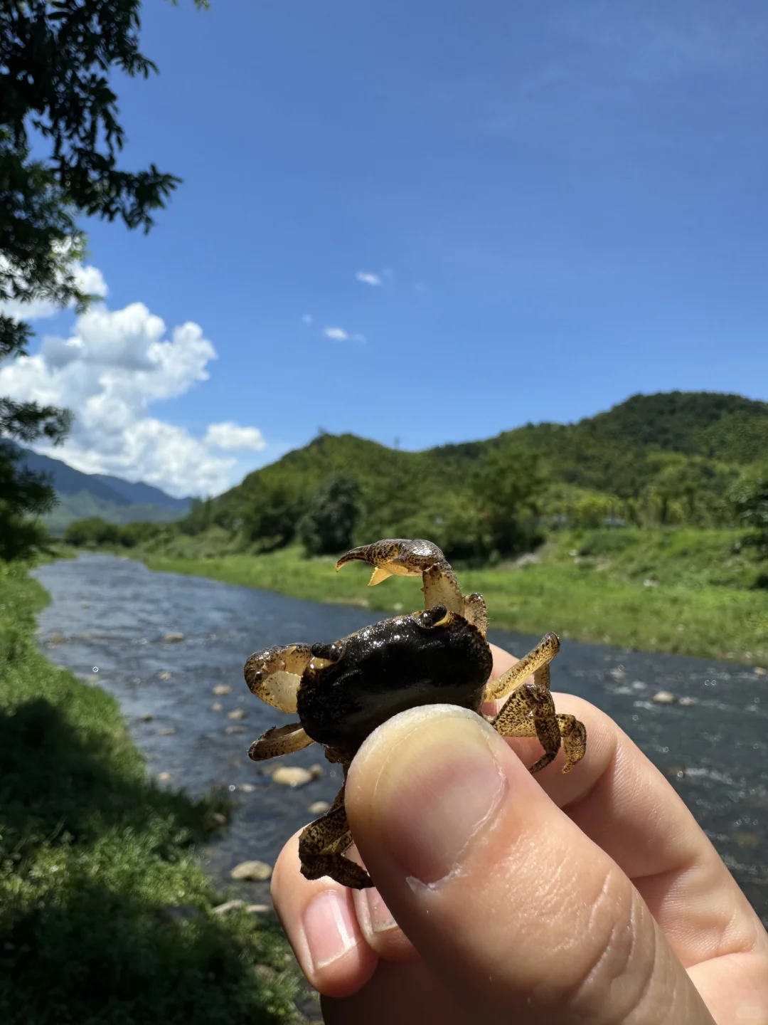 安吉美死啦！！