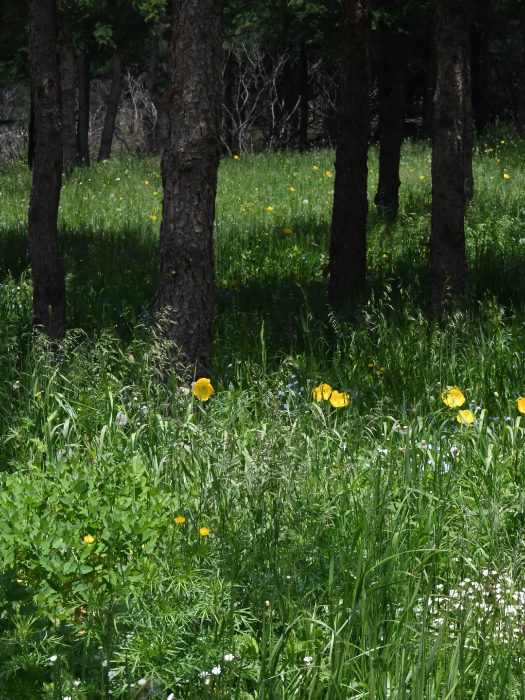 坝上草原刚开放了一个新景区❗最全攻略来了