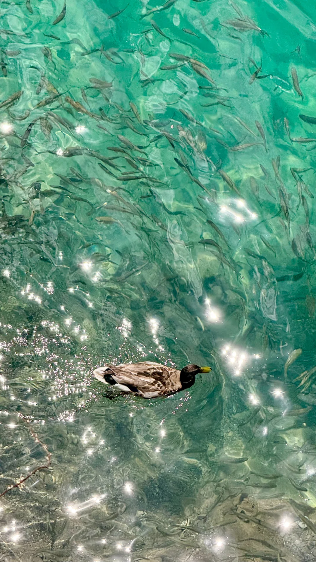 7.3📍九寨沟已回,live现状,劝退不了…… #假