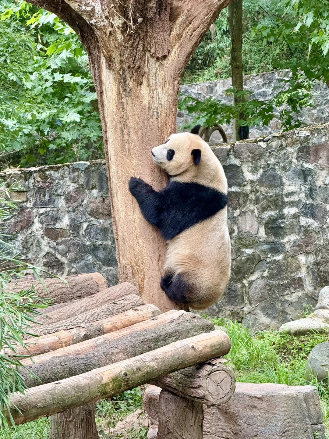 听劝！！！都江堰一日游去这3个地方就够了！！！