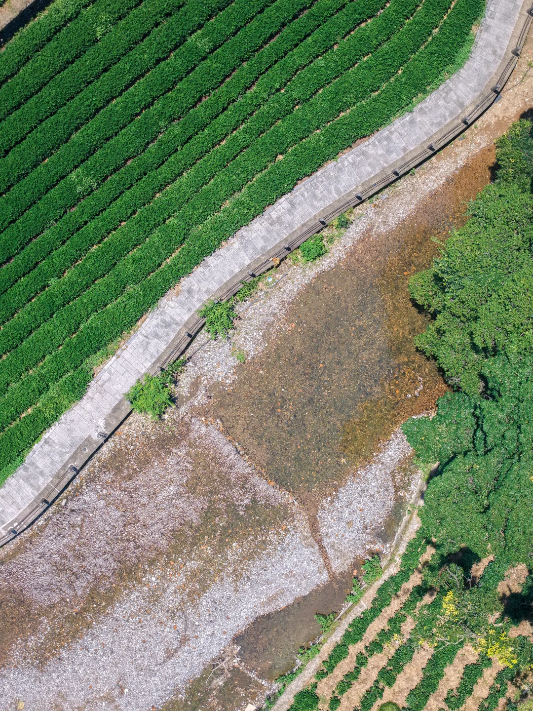 周末溜娃|去梅家坞的茶山小溪玩水