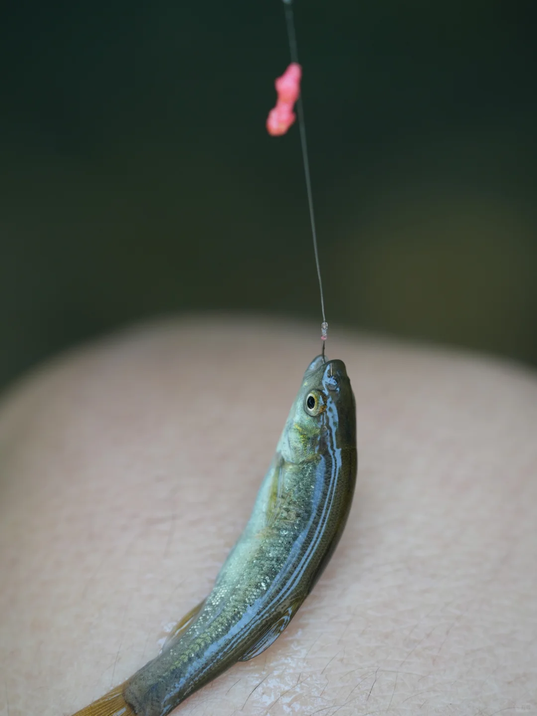 周末溜娃|去梅家坞的茶山小溪玩水