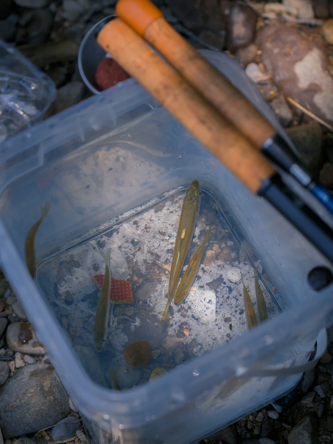 周末溜娃|去梅家坞的茶山小溪玩水