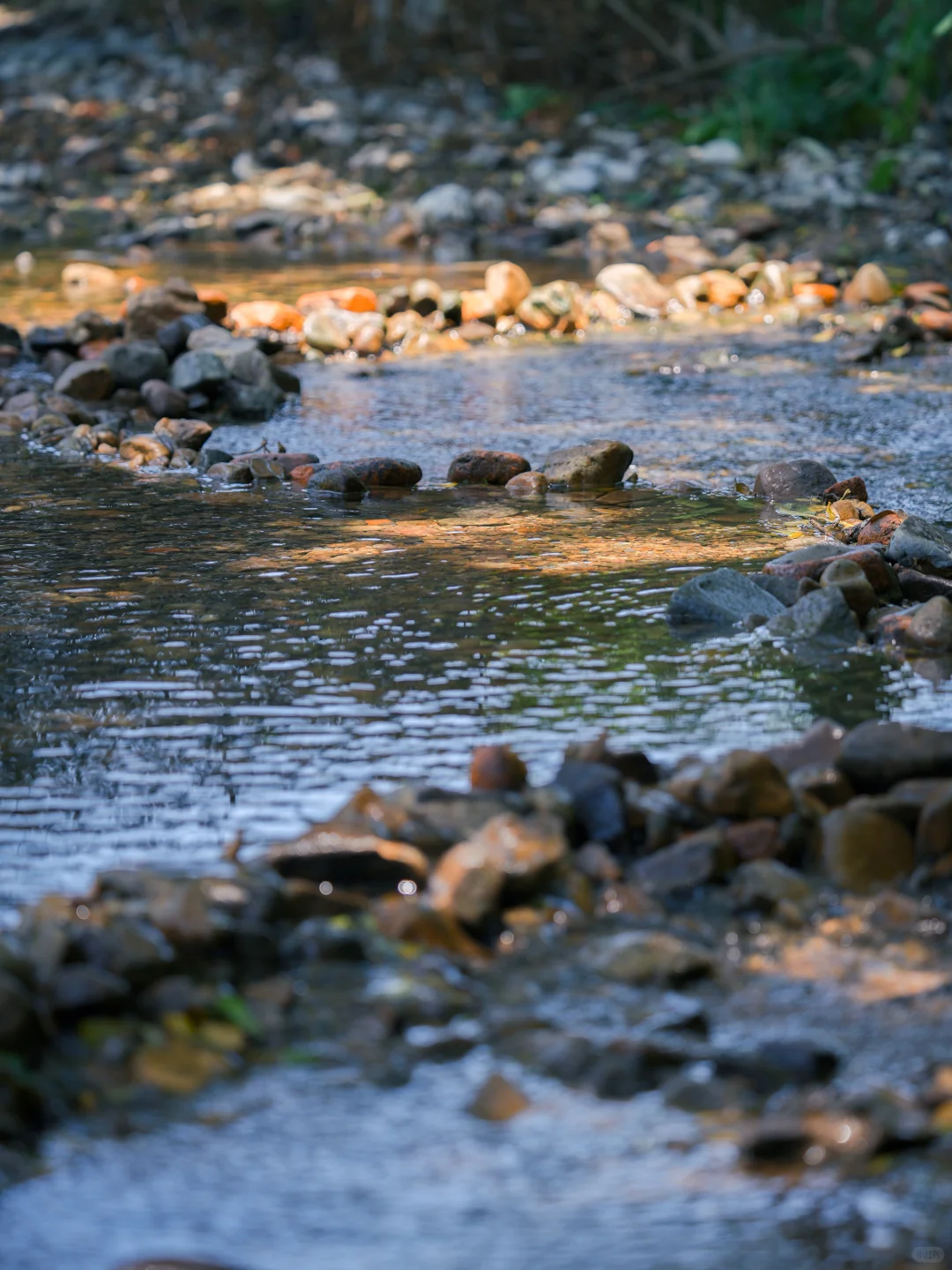 周末溜娃|去梅家坞的茶山小溪玩水