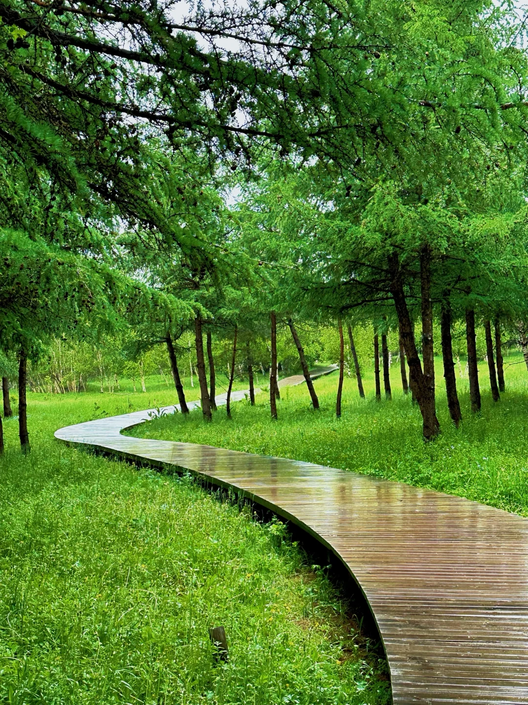 北京出发🚗4h｜被严重低估的童话森林秘境