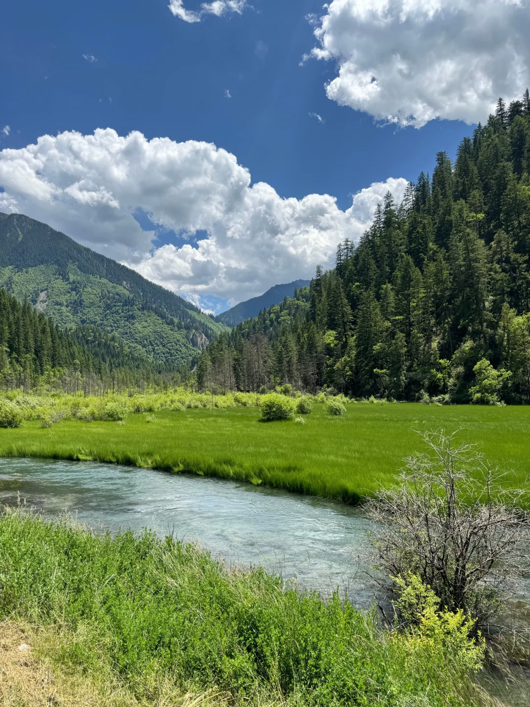 7.3📍九寨沟已回,live现状,劝退不了…… #假