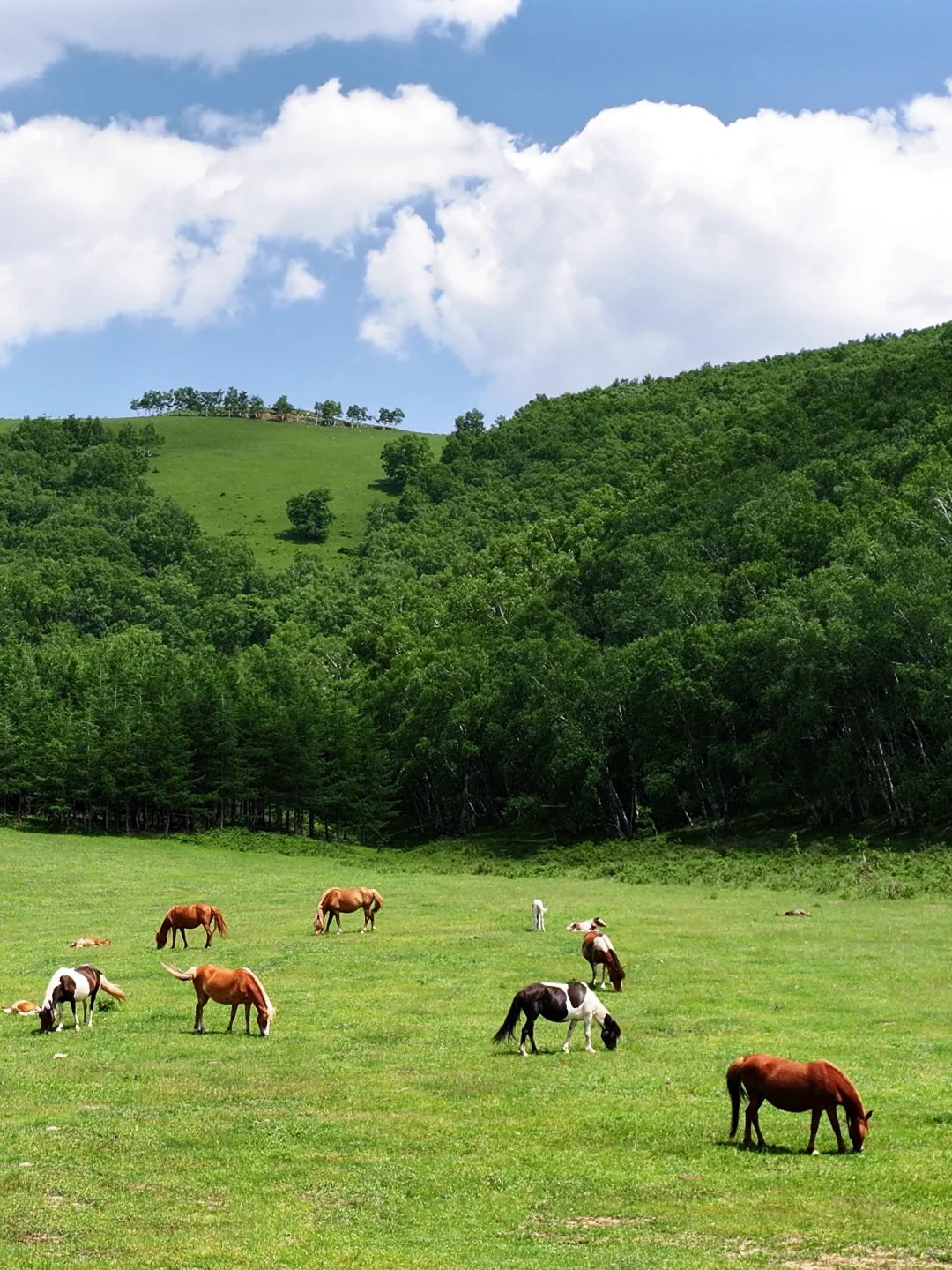 坝上草原刚开放了一个新景区❗最全攻略来了