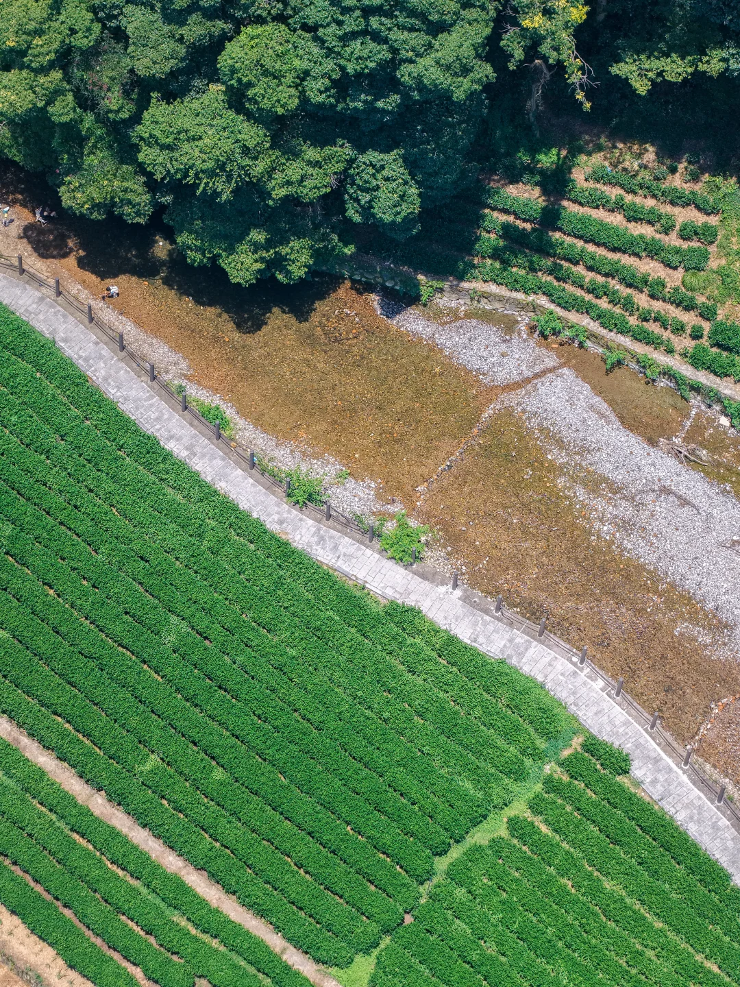 周末溜娃|去梅家坞的茶山小溪玩水
