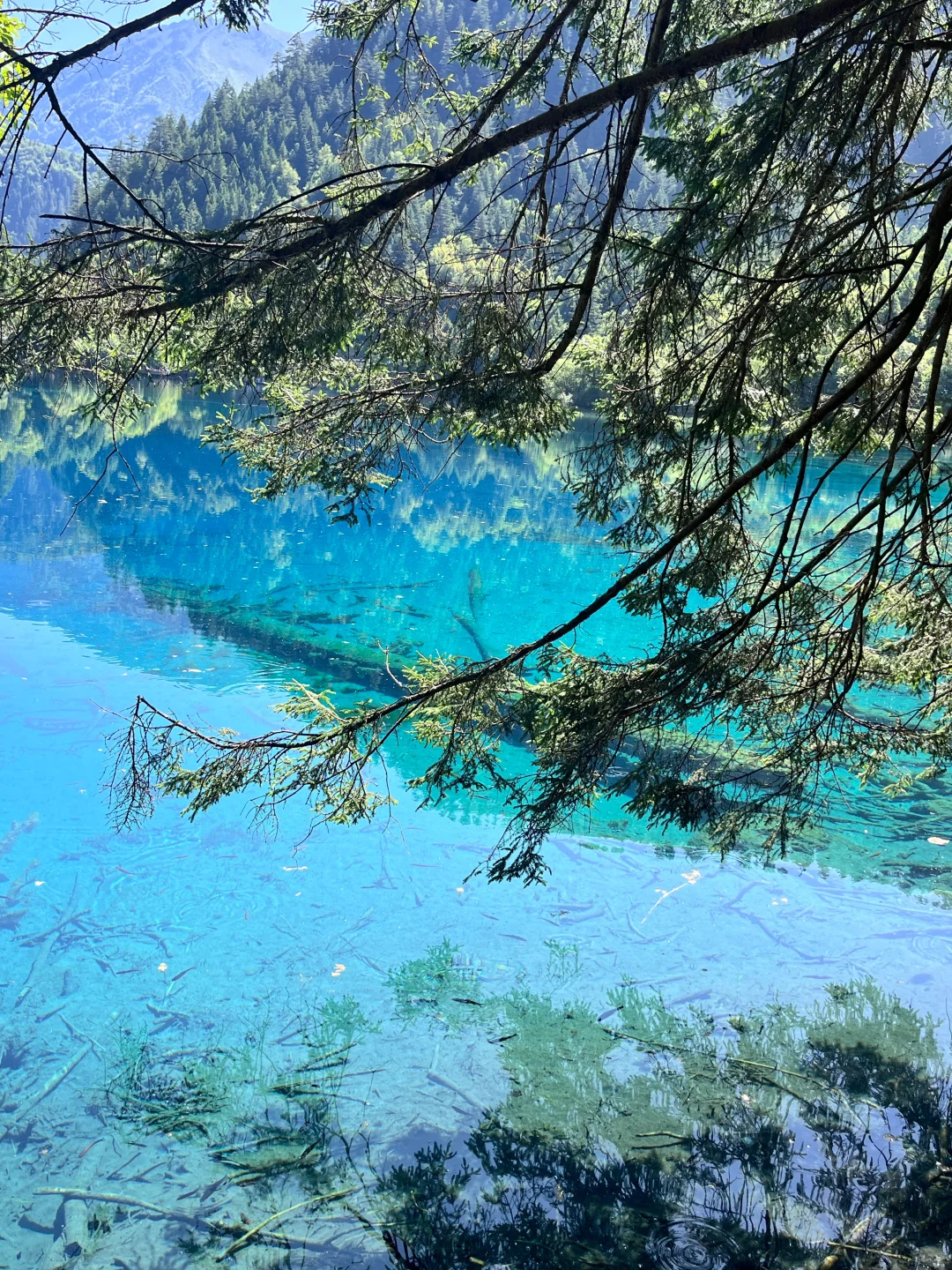 7.3📍九寨沟已回,live现状,劝退不了…… #假