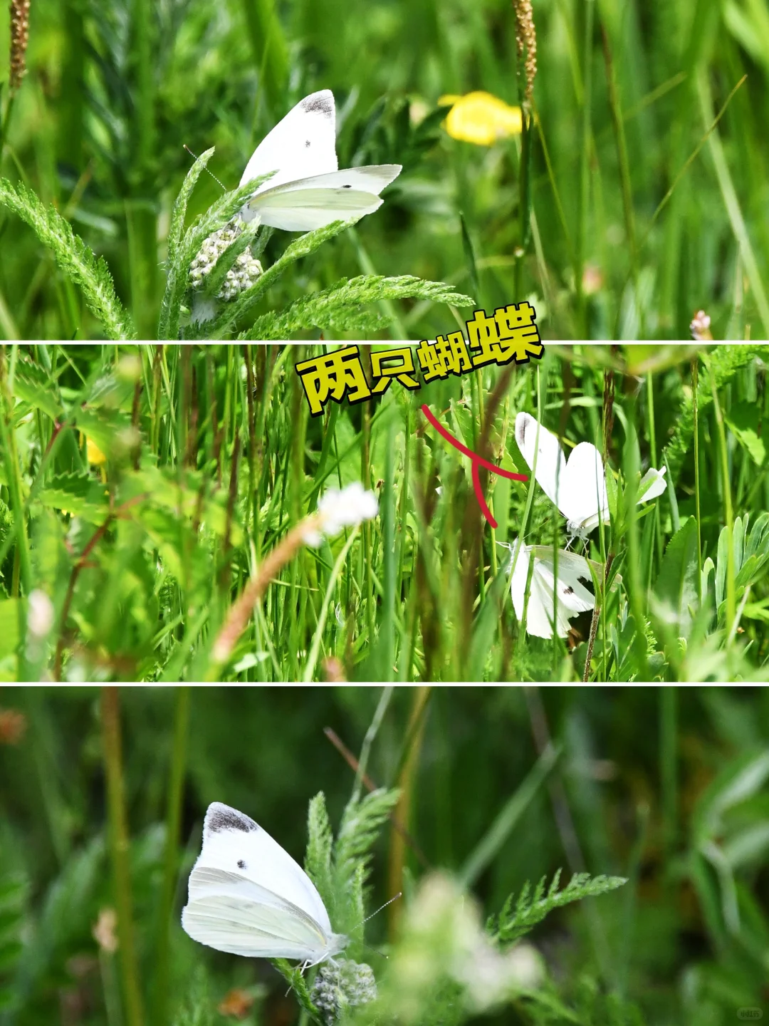 坝上草原刚开放了一个新景区❗最全攻略来了