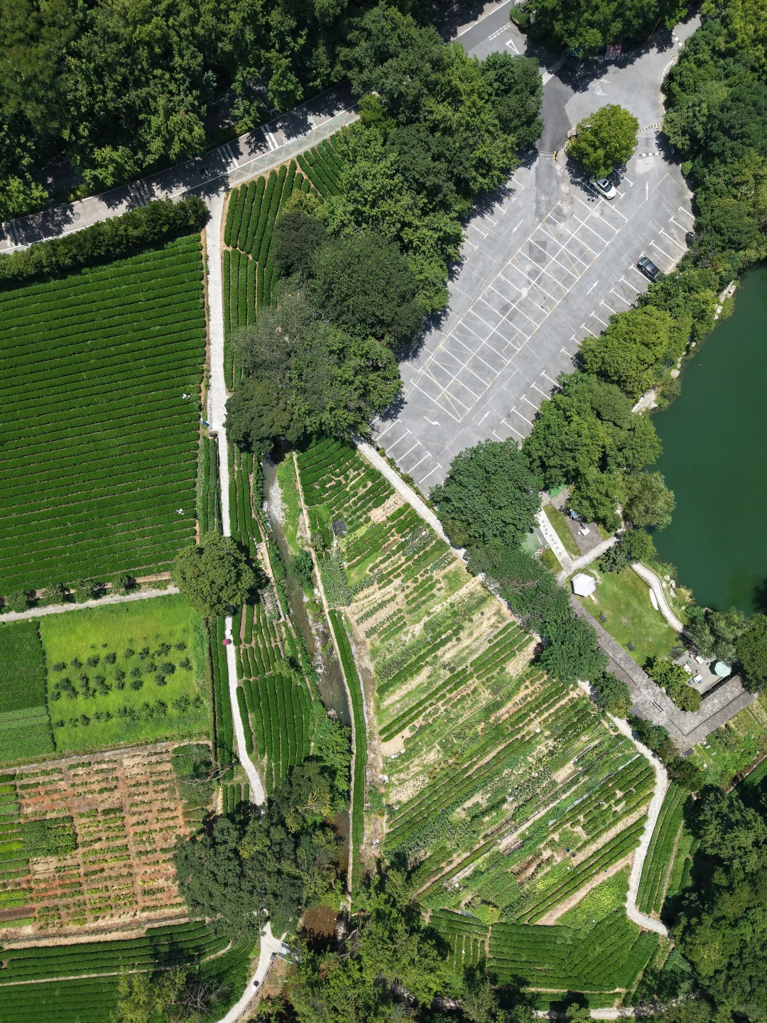 周末溜娃|去梅家坞的茶山小溪玩水