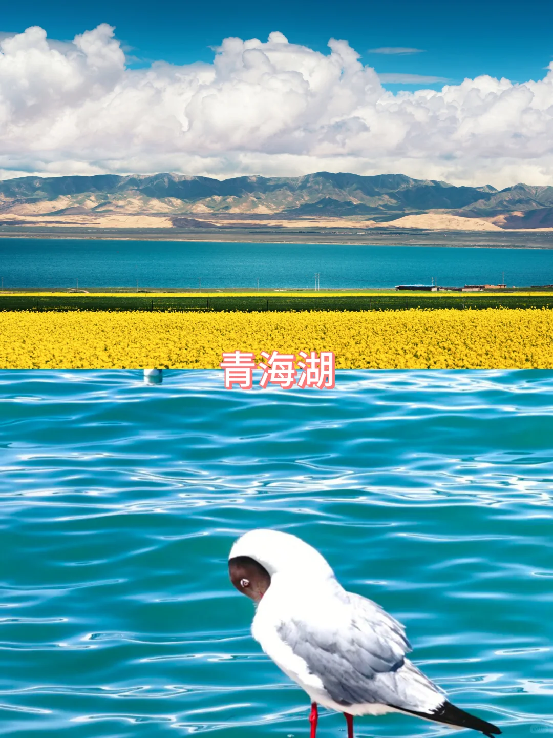 青甘大环线保姆攻略，如何玩遍精华景点🤔