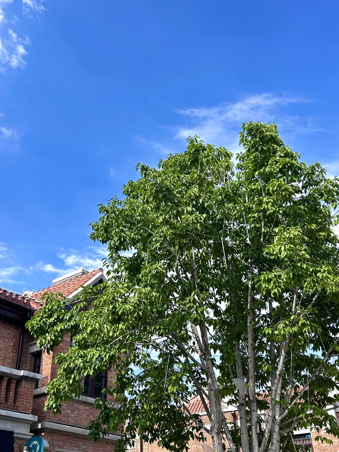 来欧洲city walk，跟天津似的