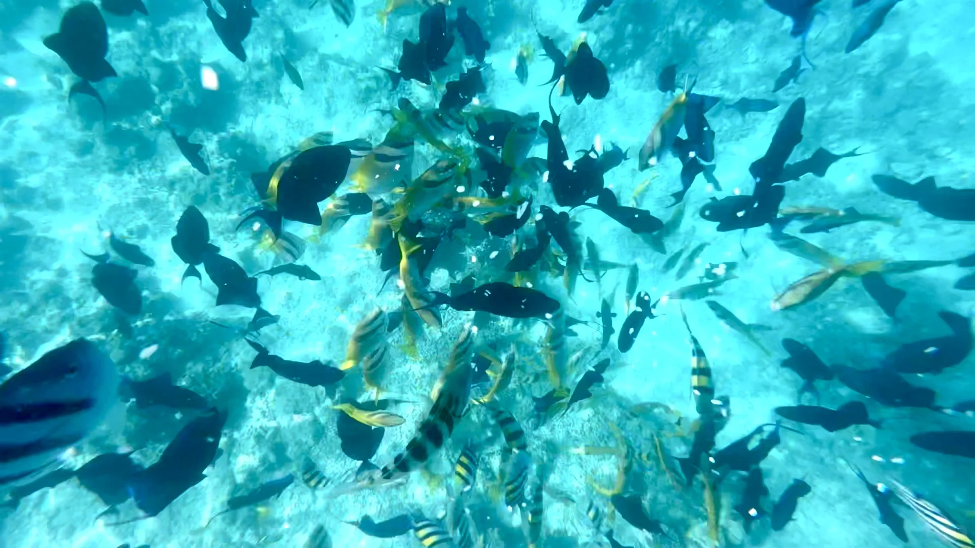 🇲🇾仙本那｜马布岛&卡帕莱跳岛游🤿附攻略版