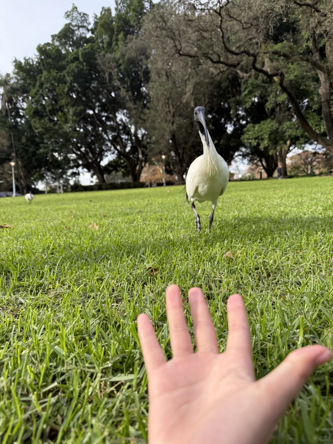 澳洲whv｜落地一个月感受