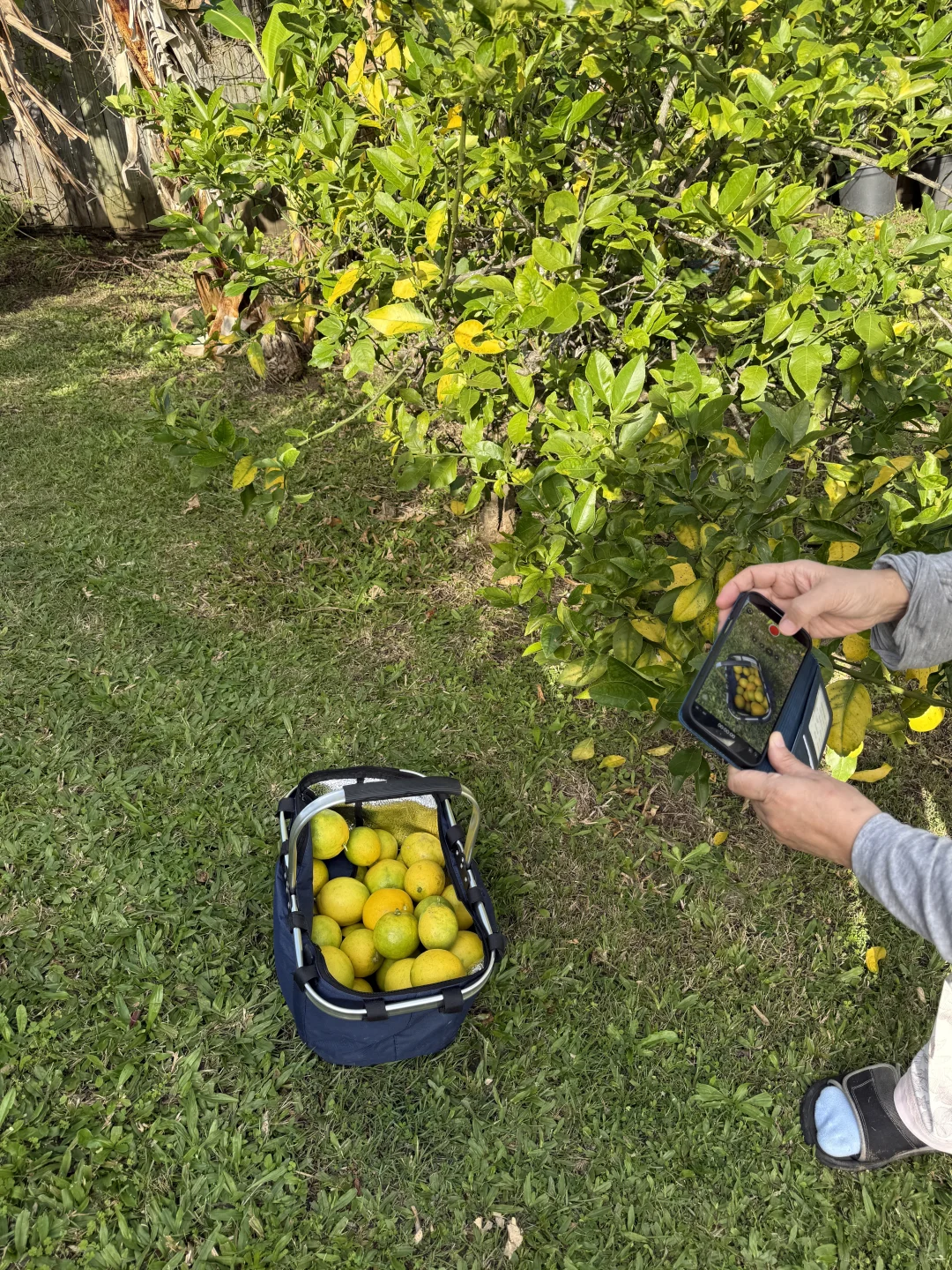 澳洲whv｜落地一个月感受