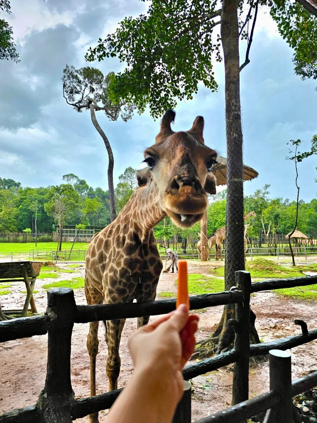 免签富国岛🇻🇳2h遛娃直飞塞尔达海边幻境❗️