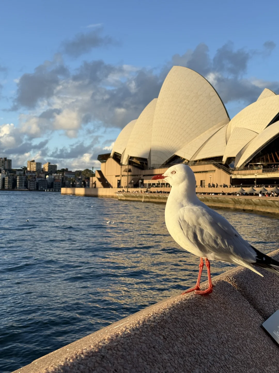 澳洲whv｜落地一个月感受