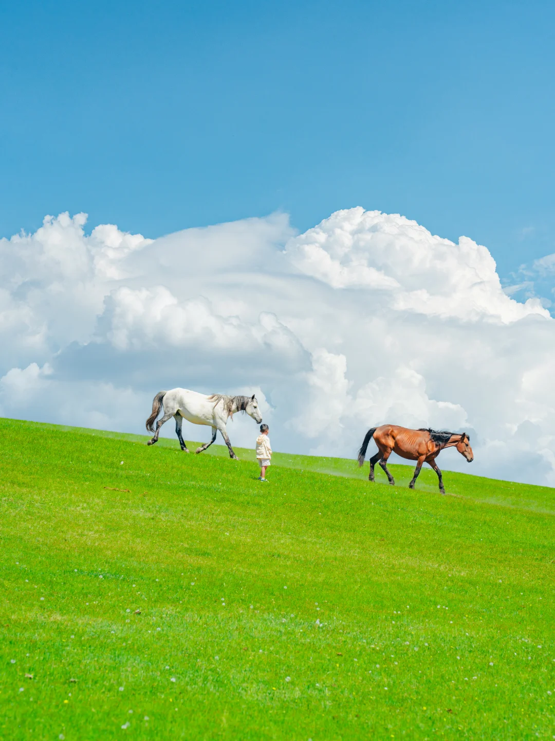 呼伦贝尔亲子游，娃哭着不愿意回来的攻略！