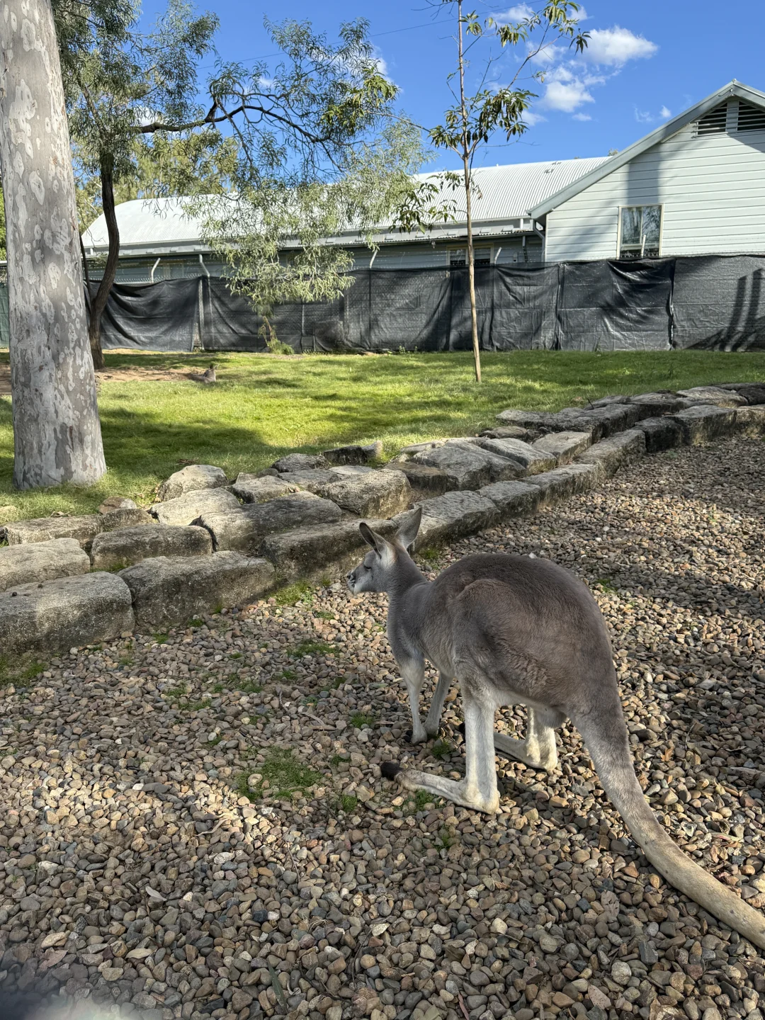 澳洲whv｜落地一个月感受