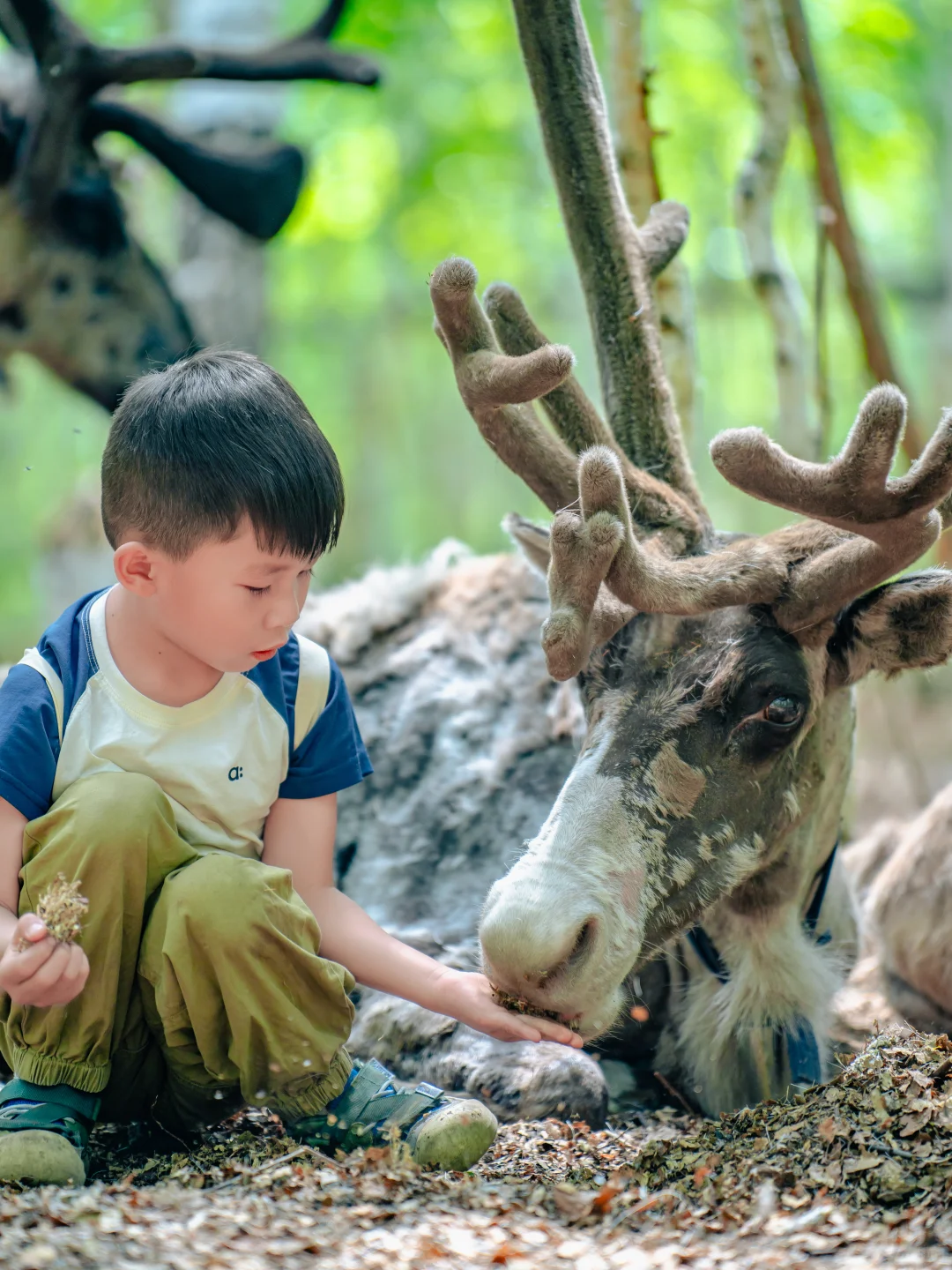 呼伦贝尔亲子游，娃哭着不愿意回来的攻略！