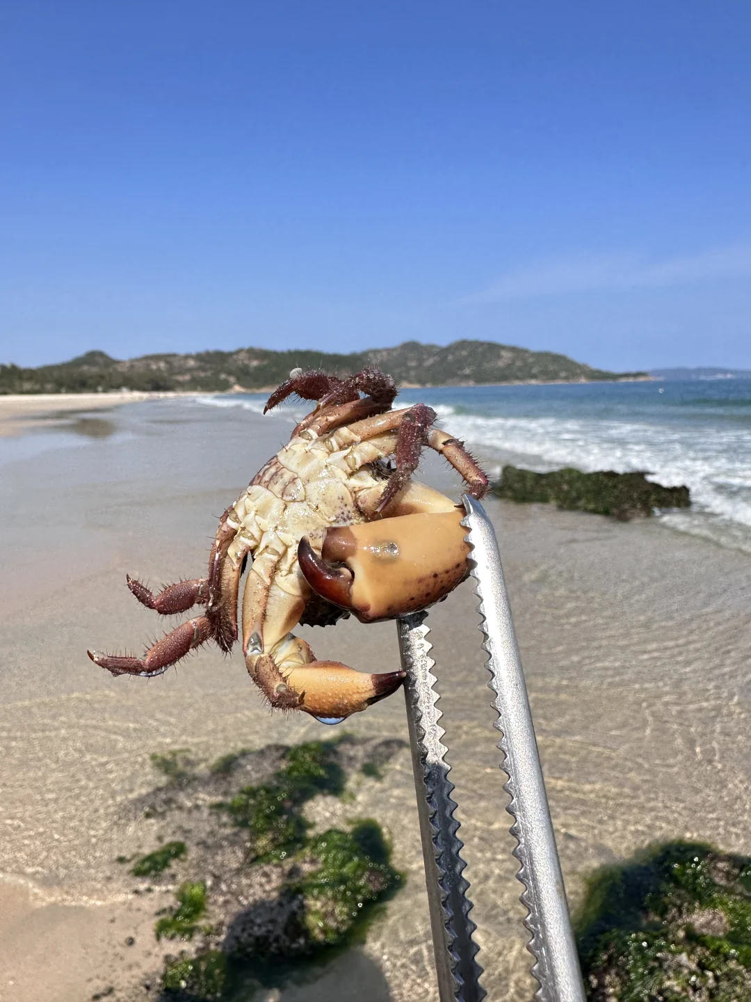 免费赶海‼️开车直达🚘小朋友轻松爆桶🦀️