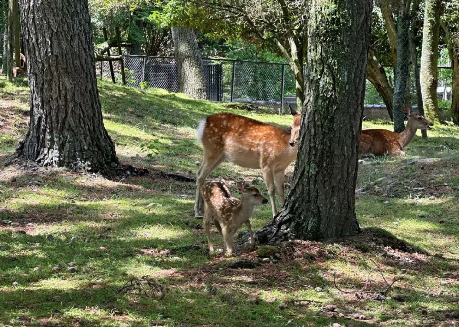 去日本玩了六天，这是我对日本的直观感受