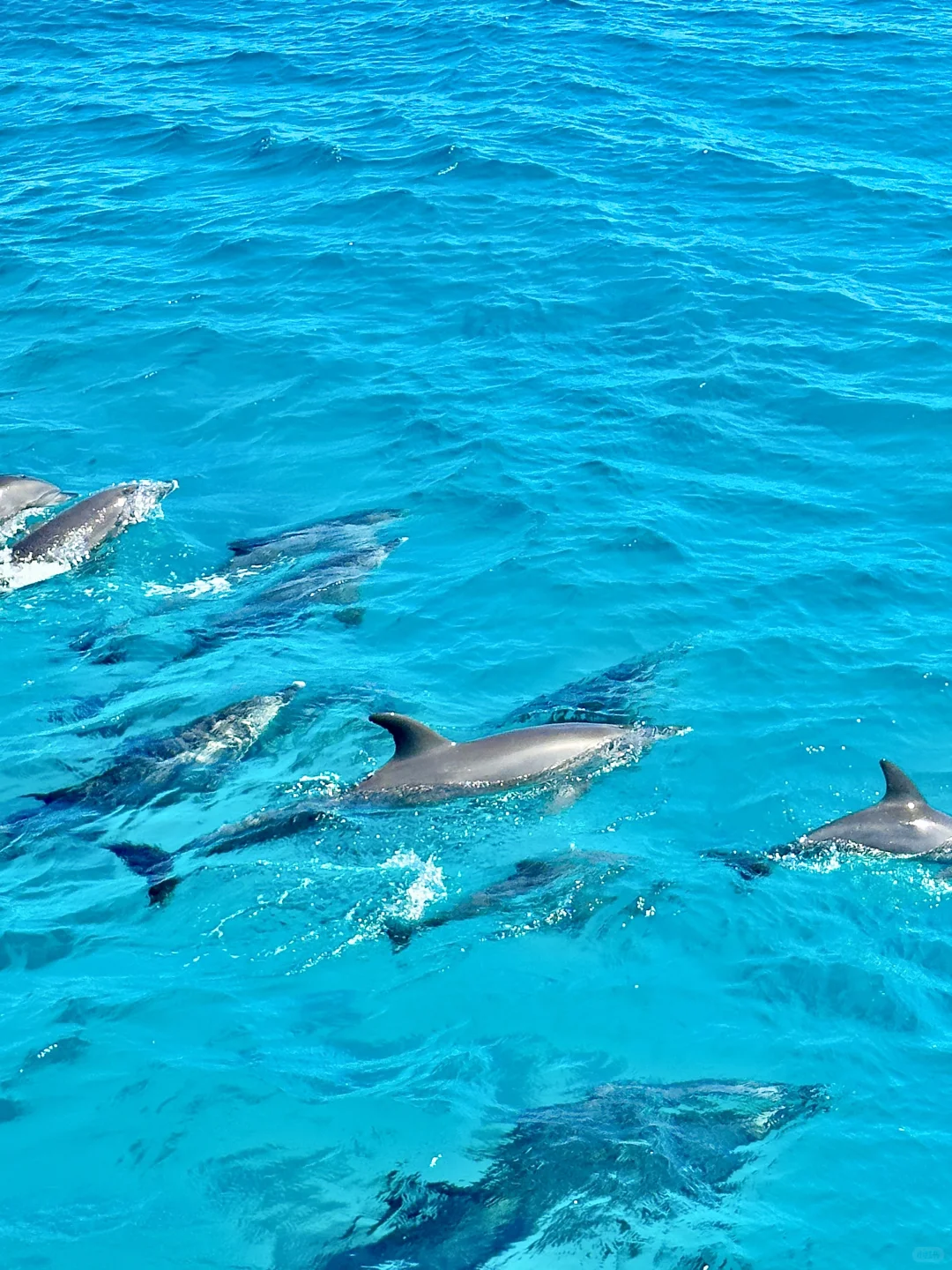 一半红海一半撒哈拉🏜️live感受顶级海张力