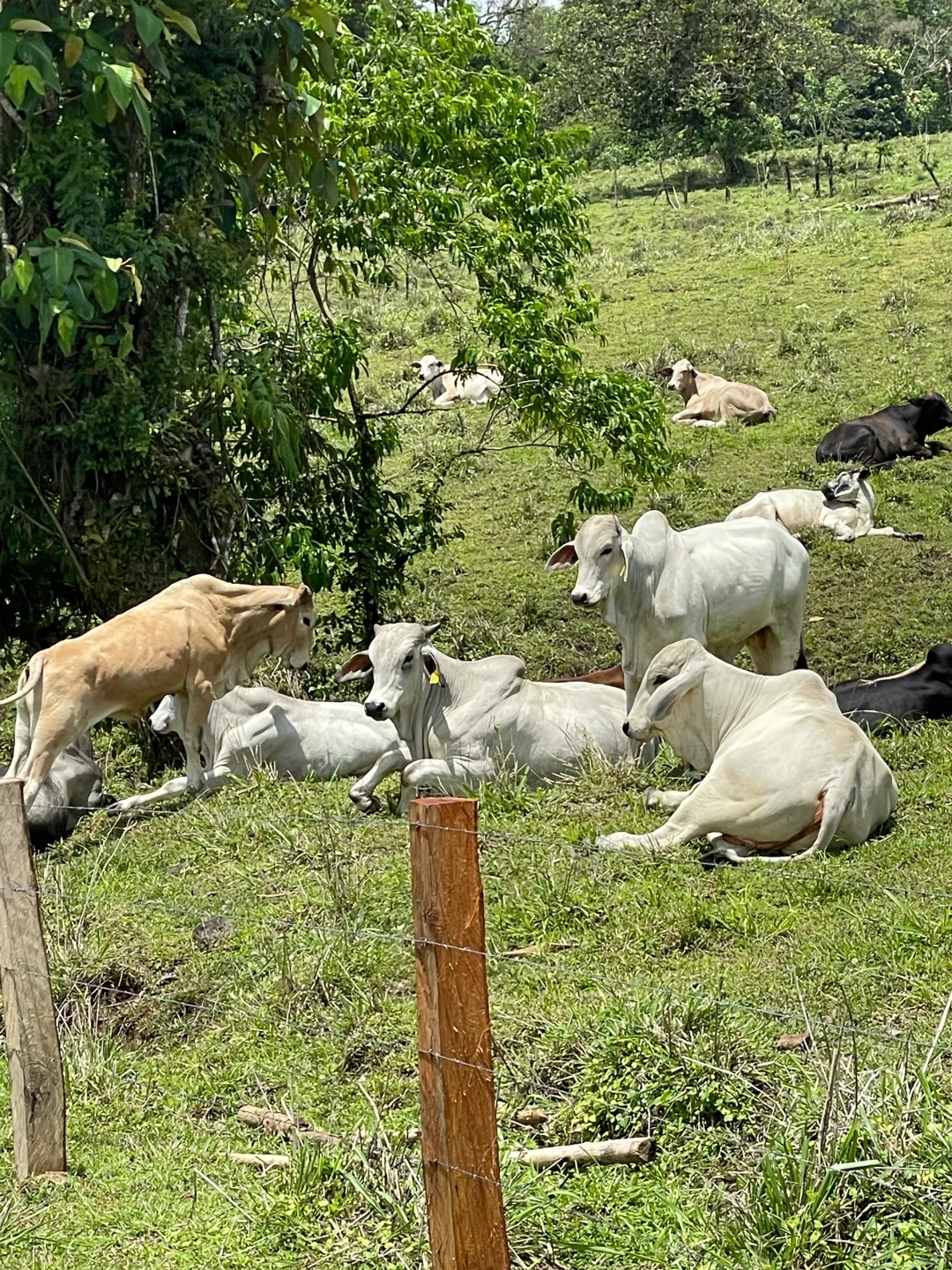 哥斯达黎加5日游小攻略🇨🇷