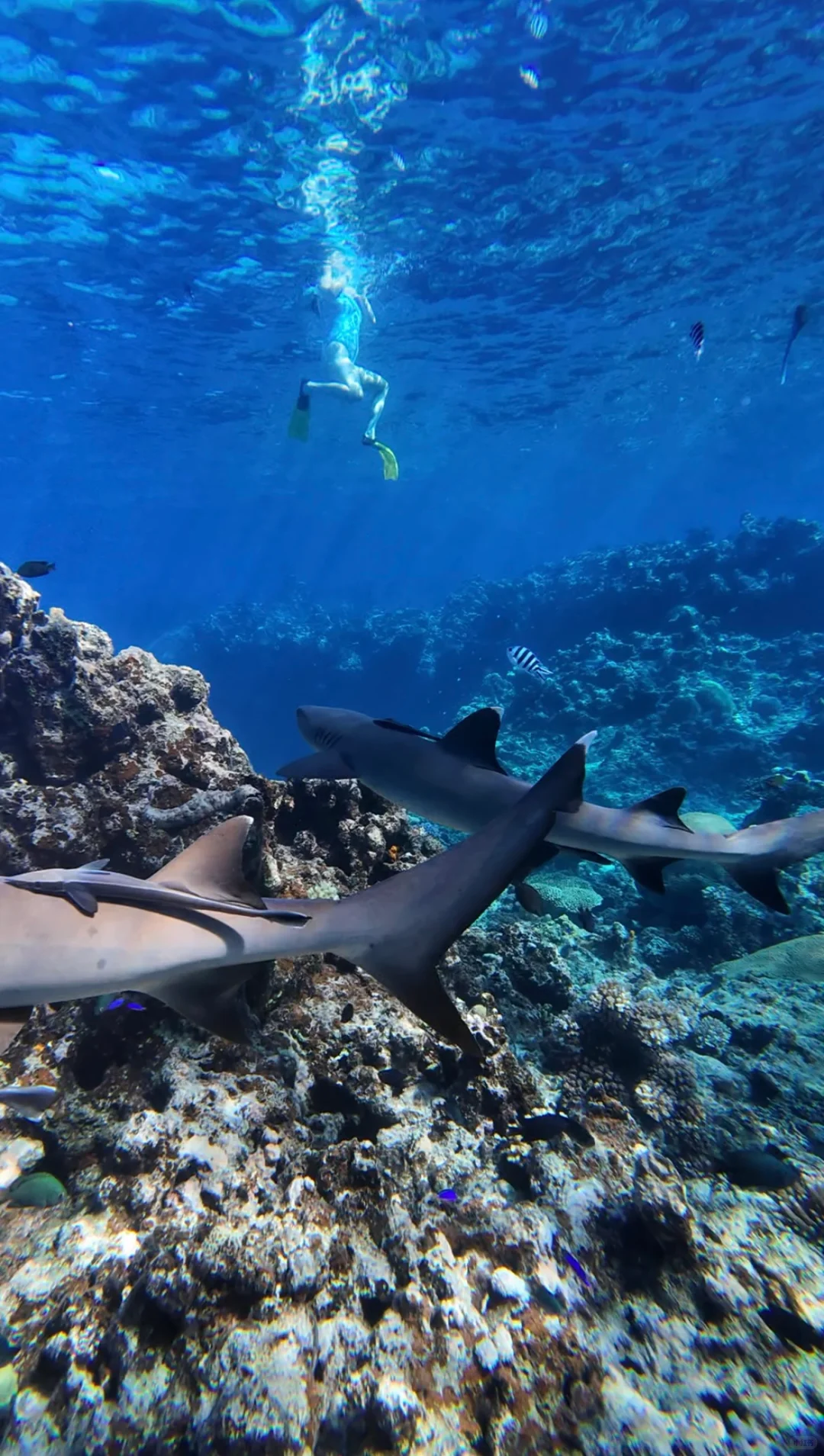 🇫🇯斐济5天4晚旅游攻略|性价比拉满