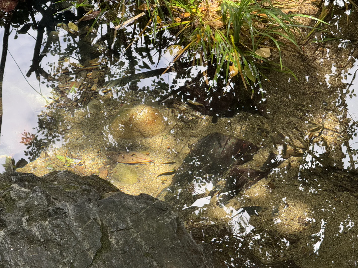 皖南绿野仙踪🌿｜带娃冲进25°C的翡翠溪谷